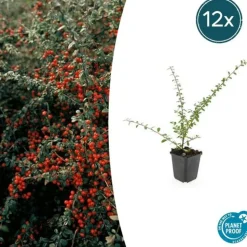 LA GREEN TOUCH - Cotonéaster de dammer 'coral beauty' x12 – entre 0,75 et 1m2