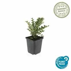 LA GREEN TOUCH - Cotonéaster horizontal x12 – entre 0,75 et 1m2