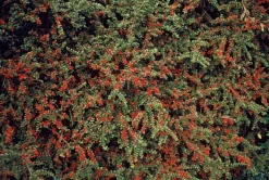 LA GREEN TOUCH - Cotonéaster horizontal x12 – entre 0,75 et 1m2