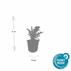 LA GREEN TOUCH - Cotonéaster horizontal x12 – entre 0,75 et 1m2