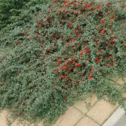 LA GREEN TOUCH - Cotonéaster de dammer x60 – entre 3,75 et 5m2