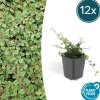 LA GREEN TOUCH - Cotonéaster rampant 'queen of carpets' x12 – entre 0,75 et 1m2