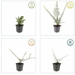LA GREEN TOUCH - Cotonéaster horizontal x6 – entre 0,38 et 0,5m2