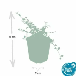 LA GREEN TOUCH - Cotonéaster de dammer 'streib's findling' x12 – entre 0,75 et 1m2