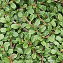 LA GREEN TOUCH - Cotonéaster de dammer 'streib's findling' x12 – entre 0,75 et 1m2