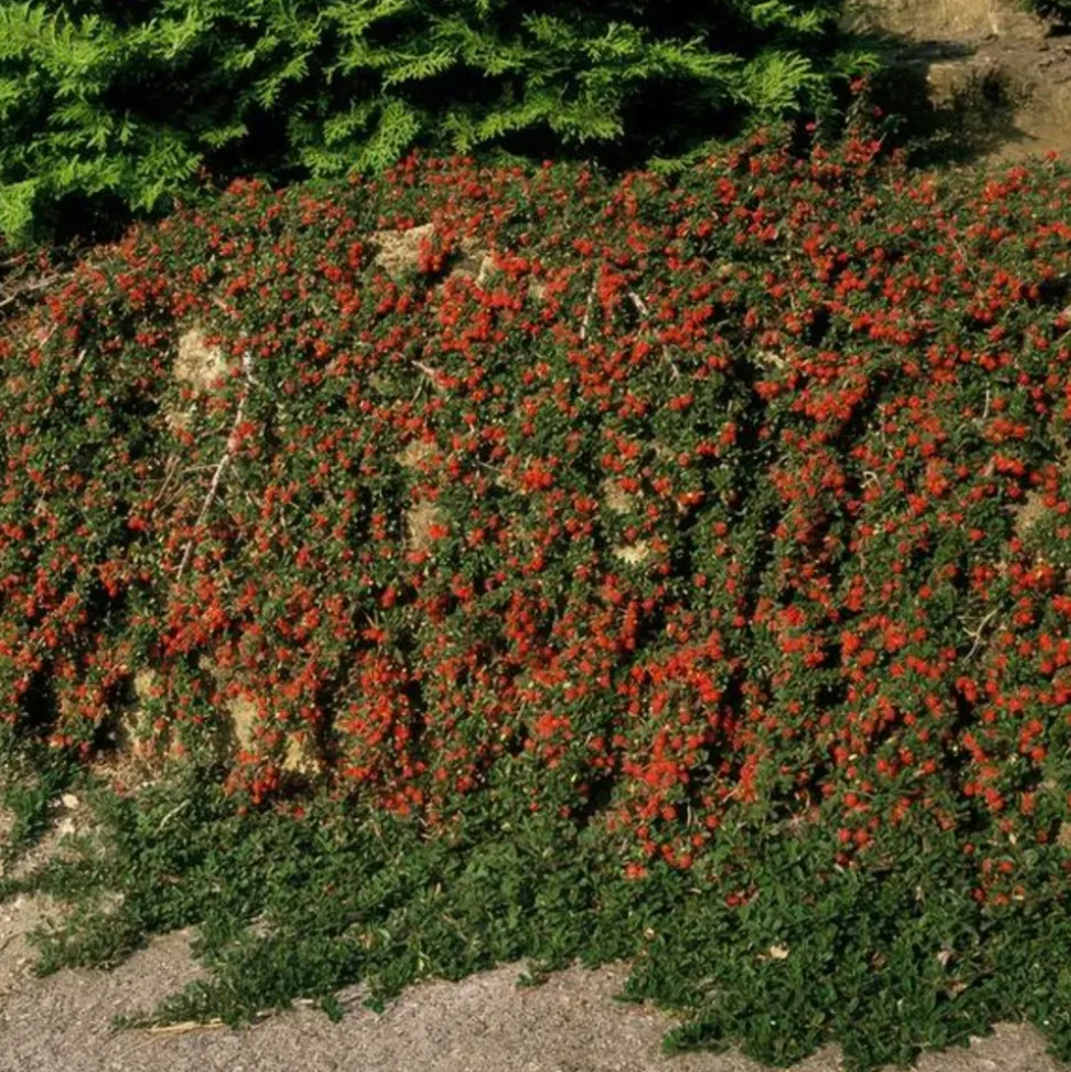 LA GREEN TOUCH - Cotonéaster de dammer 'streib's findling' x12 – entre 0,75 et 1m2