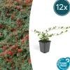 LA GREEN TOUCH - Cotonéaster de dammer 'major' x12 – entre 0,75 et 1m2