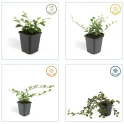 LA GREEN TOUCH - Cotonéaster de dammer 'major' x12 – entre 0,75 et 1m2
