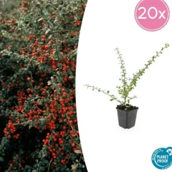 LA GREEN TOUCH - Cotonéaster de dammer 'coral beauty' x20 – entre 1,25 et 1,67m2