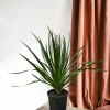 LA GREEN TOUCH - Dracaena draco 100cm - plante d'intérieur