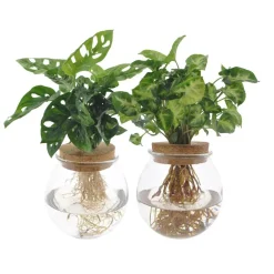 LA GREEN TOUCH - Duo hydroculture monstera/syngonium