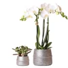 LA GREEN TOUCH - Duo orchidée phalaenopsis blanche et crassula ovata et leurs caches-pots en céramique argentée