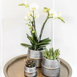 LA GREEN TOUCH - Duo orchidée phalaenopsis blanche et crassula ovata et leurs caches-pots en céramique argentée
