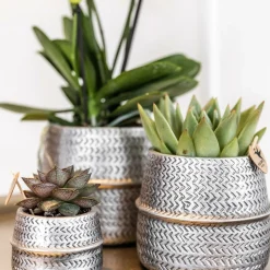 LA GREEN TOUCH - Duo orchidée phalaenopsis blanche et crassula ovata et leurs caches-pots en céramique argentée