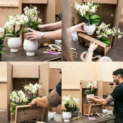 LA GREEN TOUCH - Duo orchidée phalaenopsis blanche et crassula ovata et leurs caches-pots en céramique argentée
