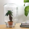 LA GREEN TOUCH - Easyplant - baby plante sous verre -