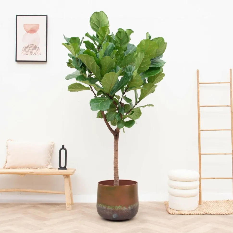 LA GREEN TOUCH - Elisa bronze mystique 39 cm