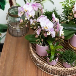 LA GREEN TOUCH - Ensemble de plantes vertes avec orchidée rose et accessoires