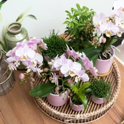 LA GREEN TOUCH - Ensemble de plantes vertes avec orchidée rose et accessoires