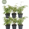 LA GREEN TOUCH - Fargesia rufa lot de 24 bambou - ø13 cm - ↕25 cm - plante d'extérieur