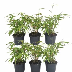 LA GREEN TOUCH - Fargesia rufa lot de 24 bambou - ø13 cm - ↕25 cm - plante d'extérieur
