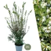 LA GREEN TOUCH - Faux houx h125cm pour 10 mètres linéaires de haie 10x12l