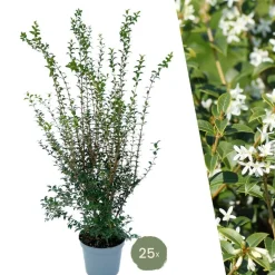 LA GREEN TOUCH - Faux houx h125cm pour 10 mètres linéaires de haie 10x12l