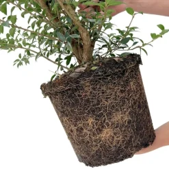LA GREEN TOUCH - Faux houx h125cm pour 10 mètres linéaires de haie 10x12l
