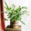 LA GREEN TOUCH - Fougère phlebodium blue star 60cm - plante d'intérieur