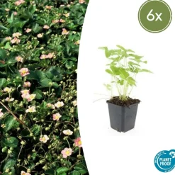 LA GREEN TOUCH - Fraisier des bois (fragaria vesca) x6 – entre 0,38 et 0,5m2