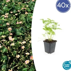 LA GREEN TOUCH - Fraisier des bois (fragaria vesca) x6 – entre 0,38 et 0,5m2