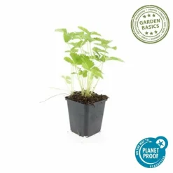 LA GREEN TOUCH - Fraisier des bois (fragaria vesca) x20 – entre 1,25 et 1,67m2