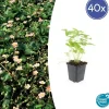 LA GREEN TOUCH - Fraisier des bois (fragaria vesca) x40 – entre 2,5 et 3,33m2