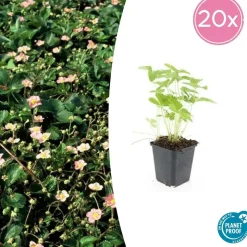 LA GREEN TOUCH - Fraisier des bois (fragaria vesca) x40 – entre 2,5 et 3,33m2
