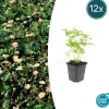 LA GREEN TOUCH - Fraisier des bois (fragaria vesca) x12 – entre 0,75 et 1m2