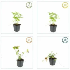 LA GREEN TOUCH - Fraisier des bois (fragaria vesca) x12 – entre 0,75 et 1m2