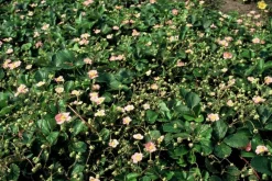 LA GREEN TOUCH - Fraisier des bois (fragaria vesca) x12 – entre 0,75 et 1m2