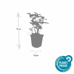 LA GREEN TOUCH - Fraisier des bois (fragaria vesca) x12 – entre 0,75 et 1m2