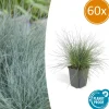 LA GREEN TOUCH - Fétuque bleue 'elijah blue' x60 – entre 3,75 et 5m2