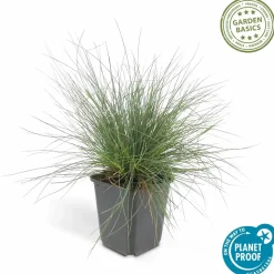 LA GREEN TOUCH - Fétuque bleue 'elijah blue' x60 – entre 3,75 et 5m2