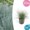 LA GREEN TOUCH - Fétuque bleue 'elijah blue' x20 – entre 1,25 et 1,67m2
