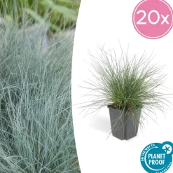 LA GREEN TOUCH - Fétuque bleue 'elijah blue' x20 – entre 1,25 et 1,67m2
