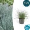 LA GREEN TOUCH - Fétuque bleue 'elijah blue' x12 – entre 0,75 et 1m2
