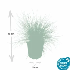 LA GREEN TOUCH - Fétuque bleue 'elijah blue' x12 – entre 0,75 et 1m2