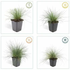 LA GREEN TOUCH - Fétuque bleue 'elijah blue' x12 – entre 0,75 et 1m2