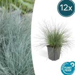 LA GREEN TOUCH - Fétuque bleue 'elijah blue' x12 – entre 0,75 et 1m2
