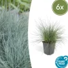 LA GREEN TOUCH - Fétuque bleue 'elijah blue' x6 – entre 0,38 et 0,5m2