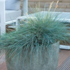 LA GREEN TOUCH - Fétuque bleue 'elijah blue' x6 – entre 0,38 et 0,5m2