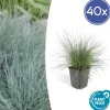 LA GREEN TOUCH - Fétuque bleue 'elijah blue' x40 – entre 2,5 et 3,33m2