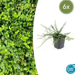 LA GREEN TOUCH - Fusain de fortune 'minimus' x6 – entre 0,38 et 0,5m2